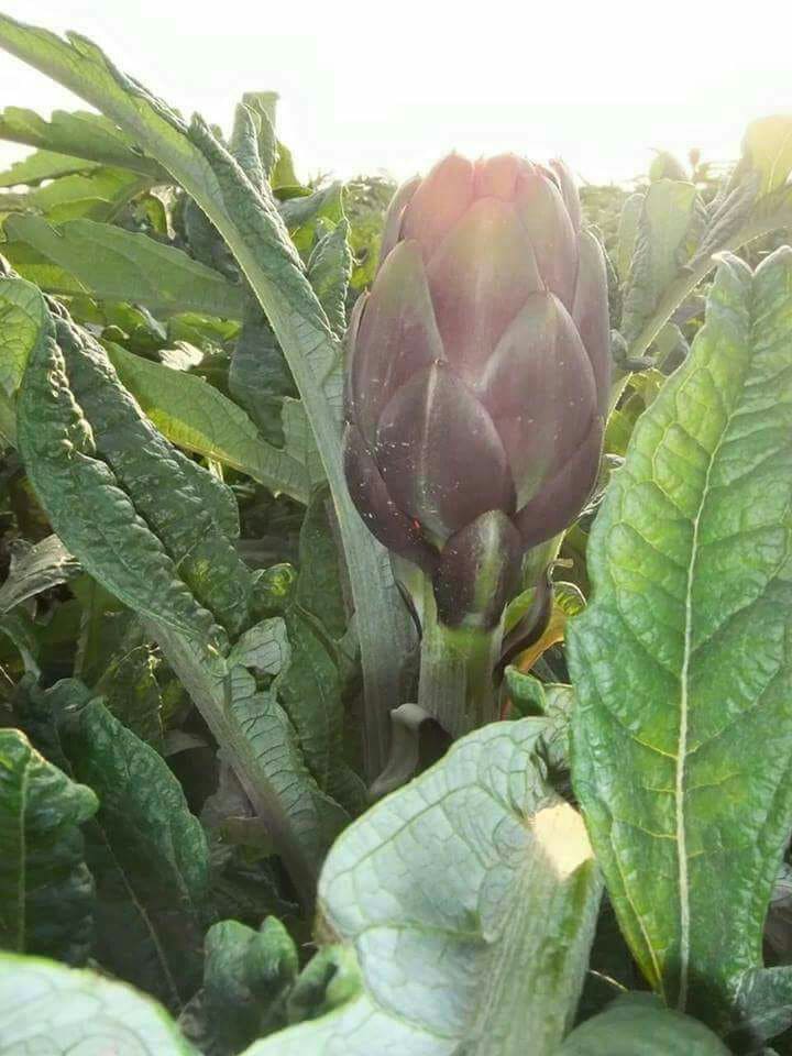 Artichoke